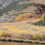 미국 서부지역 자연 100배 즐기기 (8) Sierra Autumn Aspen Leaves