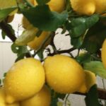 [시 / 오봉환] 노란 레몬