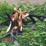 [사회] 한국 수원시 수령 530년된 나무 흉측하게 쓰러져. 나라의 큰 재앙 전조?
