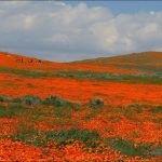 미국 서부지역 자연 100배 즐기기 (16) Antelope Valley California Poppy R